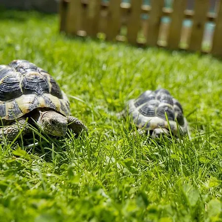 Wellness- Und Schneesporthotel Christiania فندق ساس-الماغيل