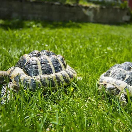 Wellness- Und Schneesporthotel Christiania فندق