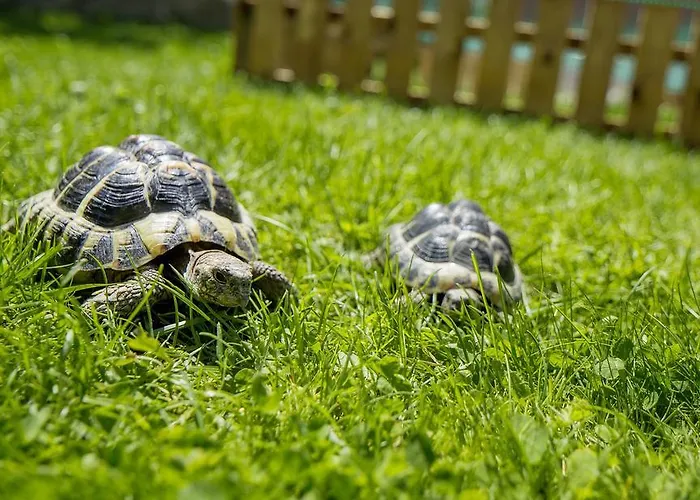 Wellness- Und Schneesporthotel Christiania Hotel Saas-Almagell