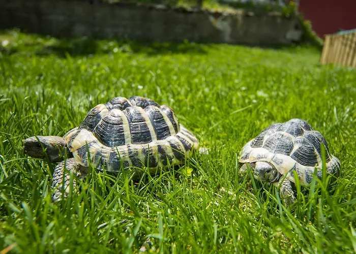 Wellness- Und Schneesporthotel Christiania Hotel